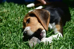 <b class=qtipBold><figcaption>Us-Animal-Dog</figcaption></b><br>A beagle plays on the grass with a chew toy, at a home in Los Angeles, California, USA. / AFP PHOTO / ROBYN BECK<br><em>© Copyright Agence France-Presse (AFP) - All Rights Reserved</em> Us-Animal-Dog