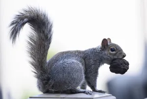 Animal Prints: Us-Animal-Squirrel