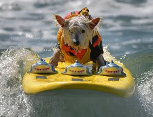 <b class=qtipBold><figcaption>Us-Animal-Surf-Dog</figcaption></b><br>Surfer Dog Joey rides a wave in the small dog division during the 6th Annual Surf Dog competition at Huntington Beach, California on September 28, 2014. AFP PHOTO/Mark RALSTON / AFP PHOTO / MARK RALSTON<br><em>© Copyright Agence France-Presse (AFP) - All Rights Reserved</em> Us-Animal-Surf-Dog