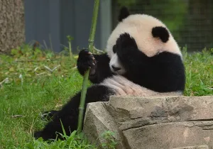Images Dated 23rd August 2014: Us-Animals-Panda-Birthday