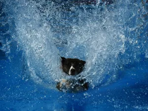 <b class=qtipBold><figcaption>Us-Animals-Record-Jump</figcaption></b><br>A dog lands in the water after leaping from a dock during the Dock Dogs West Coast Challenge in Bakersfield, California on February 26, 2016. The current world record is 31 feet (9.4 meters) and is held by a Whippet dog called Cochiti. Dock Diving is a sport where agile dogs compete for prizes by jumping for distance from a dock into a pool of water. / AFP PHOTO / Mark Ralston<br><em>© Copyright Agence France-Presse (AFP) - All Rights Reserved</em> Us-Animals-Record-Jump