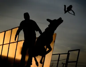 Us-Animals-Record-Jump Us-Animals-Record-Jump