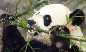 Eating Prints: Us-Chna-Panda-Mei Xiang