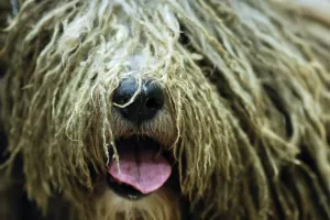 <b class=qtipBold><figcaption>Us-Entertainment-Dog-Show</figcaption></b><br>Uragano, a Bergamasco looks on after being introduced to the media during the 140th Annual Westminster Kennel Club Dog Show press conference on January 21, 2016, in New York to promote the seven new breeds that are eligible to compete for the very first time for the 140th Annual Westminster Kennel Club Dog Show. / AFP PHOTO / EDUARDO MUNOZ ALVAREZ<br><em>© Copyright Agence France-Presse (AFP) - All Rights Reserved</em> Us-Entertainment-Dog-Show
