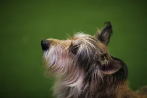Us-Entertainment-Dog-Show