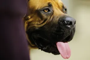 Us-Entertainment-Dog-Show Us-Entertainment-Dog-Show