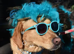 Us-Entertainment-Halloween-Dog-Parade