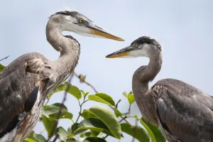 <b class=qtipBold><figcaption>Us-Enviroment-Animal-Birds</figcaption></b><br>Great Blue Herons sit in their nest at Wakodahatchee Wetlands in Delray Beach, Florida on 21 April 2016. Spring is nesting season in South Florida and over 140 species of birds have been spotted in the wetlands. / AFP PHOTO / RHONA WISE<br><em>© Copyright Agence France-Presse (AFP) - All Rights Reserved</em> Us-Enviroment-Animal-Birds