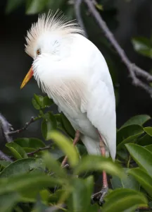 <b class=qtipBold><figcaption>Us-Enviroment-Animal-Birds</figcaption></b><br>animal, Vertical, Birds, 000 9V30D<br><em>© Copyright Agence France-Presse (AFP) - All Rights Reserved</em> Us-Enviroment-Animal-Birds