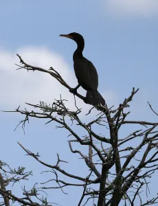 <b class=qtipBold><figcaption>Us-Enviroment-Animal-Birds</figcaption></b><br>A Double-crested Cormorant is silhouetted in a tree at Wakodahatchee Wetlands in Delray Beach, Florida on 21 April 2016. Spring is nesting season in South Florida and over 140 species of birds have been spotted in the wetlands. / AFP PHOTO / RHONA WISE<br><em>© Copyright Agence France-Presse (AFP) - All Rights Reserved</em> Us-Enviroment-Animal-Birds