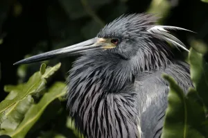 <b class=qtipBold><figcaption>Us-Enviroment-Animal-Birds</figcaption></b><br>An adult Tri-colored Heron sits at Wakodahatchee Wetlands in Delray Beach, Florida on 21 April 2016. Spring is nesting season in South Florida and over 140 species of birds have been spotted in the wetlands. / AFP PHOTO / RHONA WISE<br><em>© Copyright Agence France-Presse (AFP) - All Rights Reserved</em> Us-Enviroment-Animal-Birds