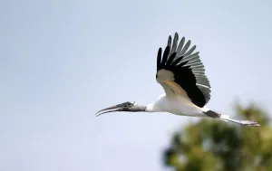 <b class=qtipBold><figcaption>Us-Enviroment-Animal-Birds</figcaption></b><br>A Wood Stork in flights at Wakodahatchee Wetlands in Delray Beach, Florida on 21 April 2016. Spring is nesting season in South Florida and over 140 species of birds have been spotted in the wetlands. / AFP PHOTO / RHONA WISE<br><em>© Copyright Agence France-Presse (AFP) - All Rights Reserved</em> Us-Enviroment-Animal-Birds