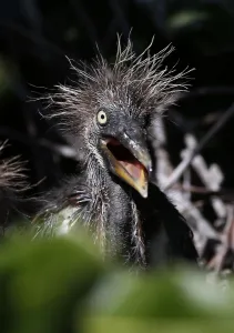 <b class=qtipBold><figcaption>Us-Enviroment-Animal-Birds</figcaption></b><br>A Tri-colored Heron hatchling opens his mouth at Wakodahatchee Wetlands in Delray Beach, Florida on 21 April 2016. Spring is nesting season in South Florida and over 140 species of birds have been spotted in the wetlands. / AFP PHOTO / RHONA WISE<br><em>© Copyright Agence France-Presse (AFP) - All Rights Reserved</em> Us-Enviroment-Animal-Birds