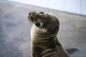 Us-Feature-Animal-Sea Lion and Seal Rescue Us-Feature-Animal-Sea Lion and Seal Rescue