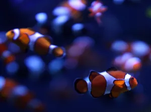 Aquarium Prints: Us-Feature-Aquarium of Pacific-Clownfish