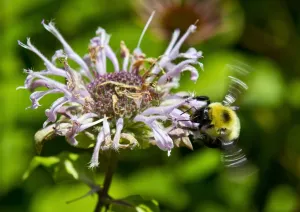 Us-Feature-Bee