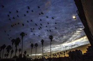 <b class=qtipBold><figcaption>Us-Feature-Birds</figcaption></b><br>A flock of birds fly in the morning light over the Chapman Park Studio Building in Los Angeles, California on March 9, 2014.AFP PHOTO/Joe KLAMAR / AFP PHOTO / JOE KLAMAR<br><em>© Copyright Agence France-Presse (AFP) - All Rights Reserved</em> Us-Feature-Birds