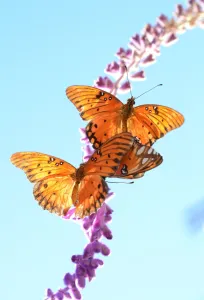 Butterfly Prints: Us-Feature-Butterfly