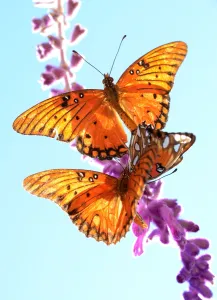 Us-Feature-Butterfly