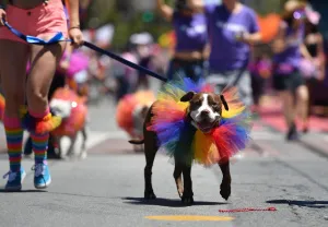 Prints of A dog is walked along the San Francisco Pride parade route in San Francisco, California on Sunday, June, 26, 2016. AFP PHOTO / Josh Edelson USA Prints: Us-Gay-Pride- Parade- San Francisco-Dog