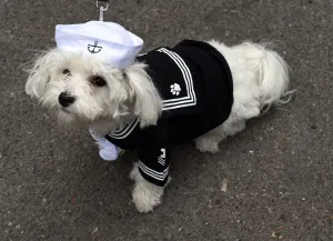 <b class=qtipBold><figcaption>Us-Halloween-Dog-Parade</figcaption></b><br>A dog dressed as a sailor takes part in the 25th Annual Tompkins Square Halloween Dog Parade in New York October 24, 2015. AFP PHOTO / TIMOTHY A. CLARY / AFP PHOTO / TIMOTHY A. CLARY<br><em>© Copyright Agence France-Presse (AFP) - All Rights Reserved</em> Us-Halloween-Dog-Parade