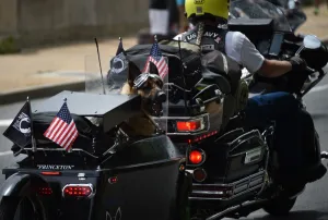 <b class=qtipBold><figcaption>Us-Memorial-Day-Rolling-Thunder-Dog</figcaption></b><br>A dog barks from a motorbike during the annual Rolling Thunder "Ride for Freedom" parade ahead of Memorial Day in Washington, DC, on May 29, 2016. / AFP PHOTO / MLADEN ANTONOV<br><em>© Copyright Agence France-Presse (AFP) - All Rights Reserved</em> Us-Memorial-Day-Rolling-Thunder-Dog