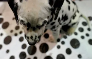 <b class=qtipBold><figcaption>Us-New York - Dog</figcaption></b><br>A Dalmatian puppy attends the AKC Meet The Breeds event on in New York at the 140th Annual Westminster Kennel Club Dog Show. / AFP PHOTO<br><em>© Copyright Agence France-Presse (AFP) - All Rights Reserved</em> Us-New York - Dog