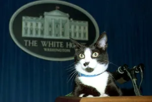 <b class=qtipBold><figcaption>Us-Socks the Cat-White House</figcaption></b><br>Socks, the White House cat, sits atop the podium in the White House press briefing room 19 March 1994. A groundskeeper who regularly walks Socks brought him into the press room and placed him unannounced on the podium. Socks stayed there for a few minutes as photographers took his picture before the goundskeeper said it was time to go and took Socks away. / AFP PHOTO / JENNIFER YOUNG<br><em>© Copyright Agence France-Presse (AFP) - All Rights Reserved</em> Us-Socks the Cat-White House