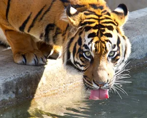 <b class=qtipBold><figcaption>Us-Spring-Animal-Feature</figcaption></b><br>Kavi, a male Sumatran Tiger, takes a drink from the pool in his enclosure March 20, 2014 at the Smithsonian's National Zoo in Washington, DC. Balmy temperatures are making for a great first day of Spring. AFP PHOTO / Karen BLEIER / AFP PHOTO / KAREN BLEIER<br><em>© Copyright Agence France-Presse (AFP) - All Rights Reserved</em> Us-Spring-Animal-Feature