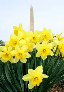 Prints of The Washington Monument serves as a backdrop for blooming Daffodils 26 March, 2006 in Washington, DC. The blooms are coming out after several days pleasant spring weather USA Prints: Us-Spring-Daffodils