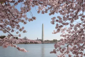 Us-Tourism-Cherry Blossoms Us-Tourism-Cherry Blossoms