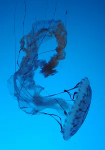 Us-Tourism-Ocean-Aquarium