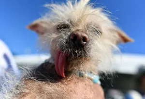 <b class=qtipBold><figcaption>Us-Ugly-Dog-Animal</figcaption></b><br>Horizontal, Dogs, 000 CD4GA<br><em>© Copyright Agence France-Presse (AFP) - All Rights Reserved</em> Us-Ugly-Dog-Animal