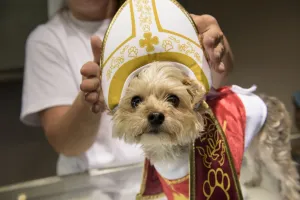 <b class=qtipBold><figcaption>Us-Vatican-Religion-Pope</figcaption></b><br>A dog is dressed as the Pope as Pope memorabilia is on sale at Accredited Gem Appraisals on September 25, 2015 in Philadelphia, Pennsylvania. Pope Francis is in the United State for 6 days during his first trip as the leader of the Catholic Church. AFP PHOTO/BRENDAN SMIALOWSKI / AFP PHOTO / BRENDAN SMIALOWSKI<br><em>© Copyright Agence France-Presse (AFP) - All Rights Reserved</em> Us-Vatican-Religion-Pope