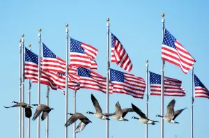 <b class=qtipBold><figcaption>Us-Washington-Birds-Geese</figcaption></b><br>A flock of geese fly by flags near the Washington Monument on January 20, 2013 in Washington. AFP PHOTO / JOE KLAMAR / AFP PHOTO / JOE KLAMAR<br><em>© Copyright Agence France-Presse (AFP) - All Rights Reserved</em> Us-Washington-Birds-Geese