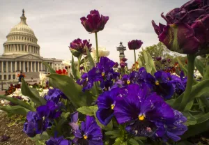 <b class=qtipBold><figcaption>Us-Weather-Flowers</figcaption></b><br>Spring flowers are seen outside the US Capitol on April 12, 2017, in Washington, DC. / AFP PHOTO / PAUL J. RICHARDS<br><em>© Copyright Agence France-Presse (AFP) - All Rights Reserved</em> Us-Weather-Flowers