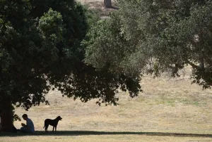 <b class=qtipBold><figcaption>Us-Weather-Heat-California-Dog</figcaption></b><br>A man and his dog beat the heat under a large tree June 21, 2016 at the Kenneth Hahn State Recreation Area in Los Angeles, California, as the southwestern United States remains in the grip of an early summer heat wave. / AFP PHOTO / ROBYN BECK<br><em>© Copyright Agence France-Presse (AFP) - All Rights Reserved</em> Us-Weather-Heat-California-Dog