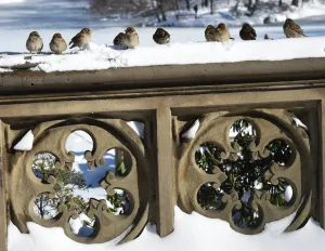 <b class=qtipBold><figcaption>Us-Weather-Snow</figcaption></b><br>Birds take a rest in Central Park on January 24, 2016 in New York. A massive blizzard that claimed at least 16 lives in the eastern United States finally appeared to be winding down Sunday, giving snowbound residents the chance to begin digging out. / AFP PHOTO / Don EMMERT<br><em>© Copyright Agence France-Presse (AFP) - All Rights Reserved</em> Us-Weather-Snow