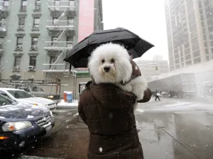 <b class=qtipBold><figcaption>Us-Weather-Storm</figcaption></b><br>A woman carrys her dog in the snow on the Upper East Side of New York March 2, 2009 as a massive winter storm hit the Northeast canceling hundreds of flights and making the morning rush hour difficult with up to a foot of snow in spots. AFP PHOTO/ TIMOTHY A. CLARY / AFP PHOTO / TIMOTHY A. CLARY<br><em>© Copyright Agence France-Presse (AFP) - All Rights Reserved</em> Us-Weather-Storm
