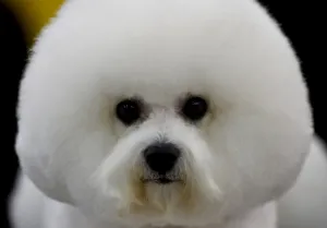 <b class=qtipBold><figcaption>Us-Westminster Dog Show</figcaption></b><br>A Bichon Frises waits in the grooming area February 15, 2016 in New York during the first day of competition at the Westminster Kennel Club 140th Annual Dog Show. / AFP PHOTO / Timothy A. CLARY<br><em>© Copyright Agence France-Presse (AFP) - All Rights Reserved</em> Us-Westminster Dog Show