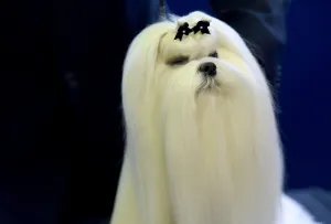 <b class=qtipBold><figcaption>Us-Westminster Dog Show</figcaption></b><br>A Maltese is seen in the competiton area February 15, 2016 in New York during the first day of competition at the Westminster Kennel Club 140th Annual Dog Show. / AFP PHOTO / Timothy A. CLARY<br><em>© Copyright Agence France-Presse (AFP) - All Rights Reserved</em> Us-Westminster Dog Show