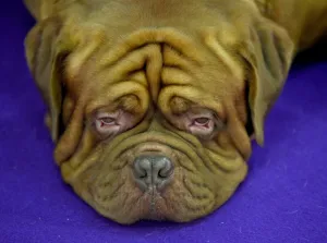 <b class=qtipBold><figcaption>Us-Westminster Dog Show</figcaption></b><br>A Dogue de Bordeaux rests in the competition area February 16, 2016 in New York during Day Two of competition at the Westminster Kennel Club 140th Annual Dog Show. / AFP PHOTO / Timothy A. CLARY<br><em>© Copyright Agence France-Presse (AFP) - All Rights Reserved</em> Us-Westminster Dog Show