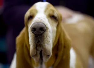 <b class=qtipBold><figcaption>Us-Westminster Dog Show</figcaption></b><br>Horizontal, DOG SHOW, ANIMAL, HORIZONTAL, OFFBEAT, Dogs, 000 7Y4WU<br><em>© Copyright Agence France-Presse (AFP) - All Rights Reserved</em> Us-Westminster Dog Show