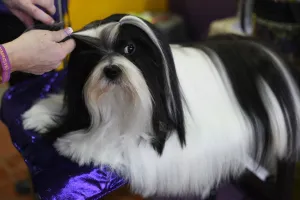 Dog Prints: Us-Westminster Dog Show