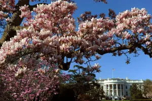 The White House Prints: Us-White House-Flowers