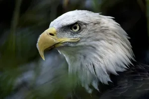 <b class=qtipBold><figcaption>Us-Zoo-Bald-Eagle</figcaption></b><br>A bald eagle is seen along the American Trail at the Smithsonian National Zoo August 11, 2016 in Washington, DC. / AFP PHOTO / Brendan Smialowski<br><em>© Copyright Agence France-Presse (AFP) - All Rights Reserved</em> Us-Zoo-Bald-Eagle