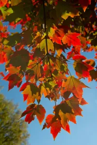 Autumn Prints: Usa-Washington Dc-Leaves