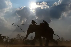 Vietnam-Animal-Elephant-Festival Vietnam-Animal-Elephant-Festival