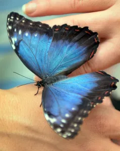 A visitor holds a Peleides Blue Morpho (Morpho Peleides) butterfly originary A visitor holds a Peleides Blue Morpho (Morpho Peleides) butterfly originary