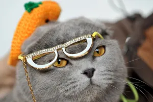 Animal Prints: Wearing a hat and glasses a Scottish Fold cat looks on during a cat exhibition in